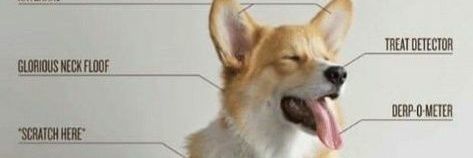 corgis and chill (artblock) banner