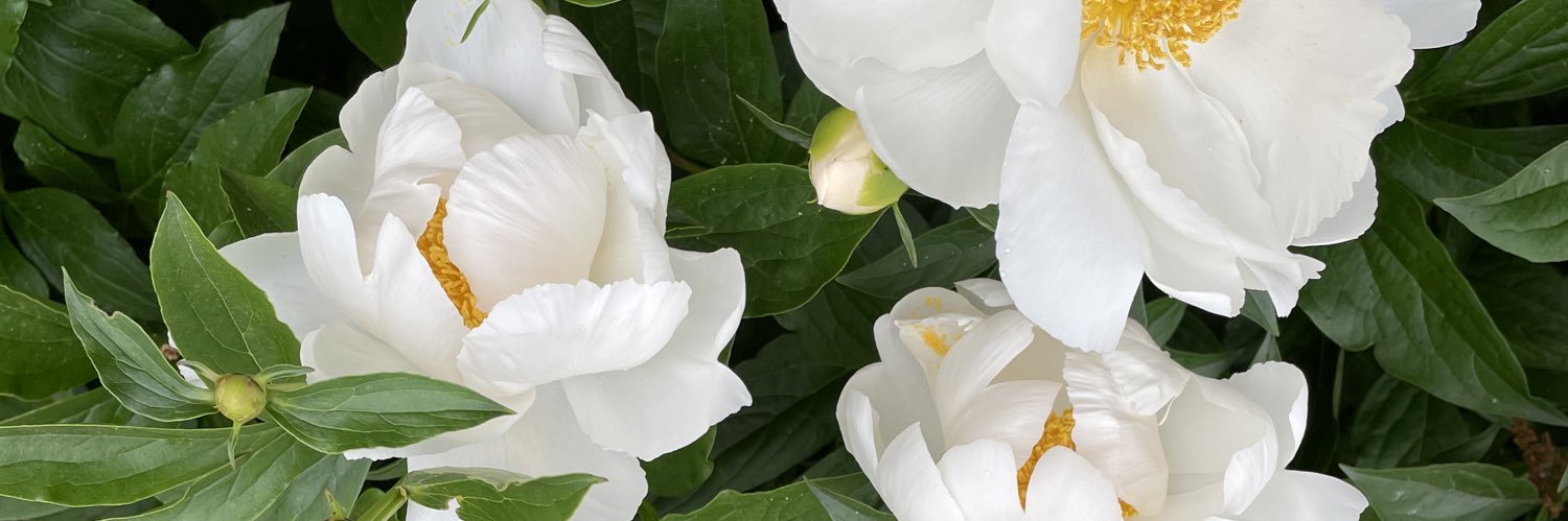MilkAndFlowers's profile banner image