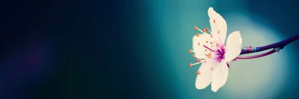 Louise Mijjer banner