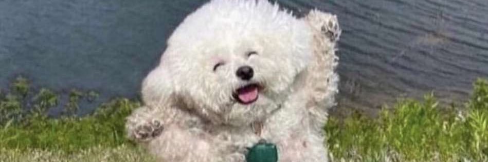 Lemonzeee's profile banner image