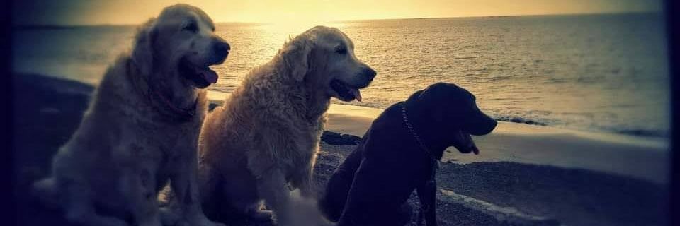 Koffeealone 🇪🇦🇮🇱🧡🧡🧡 banner