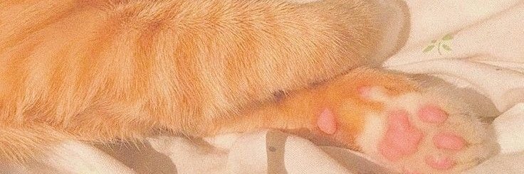 Mayah⁷ banner