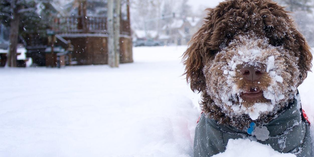RudyDoodle's profile banner image