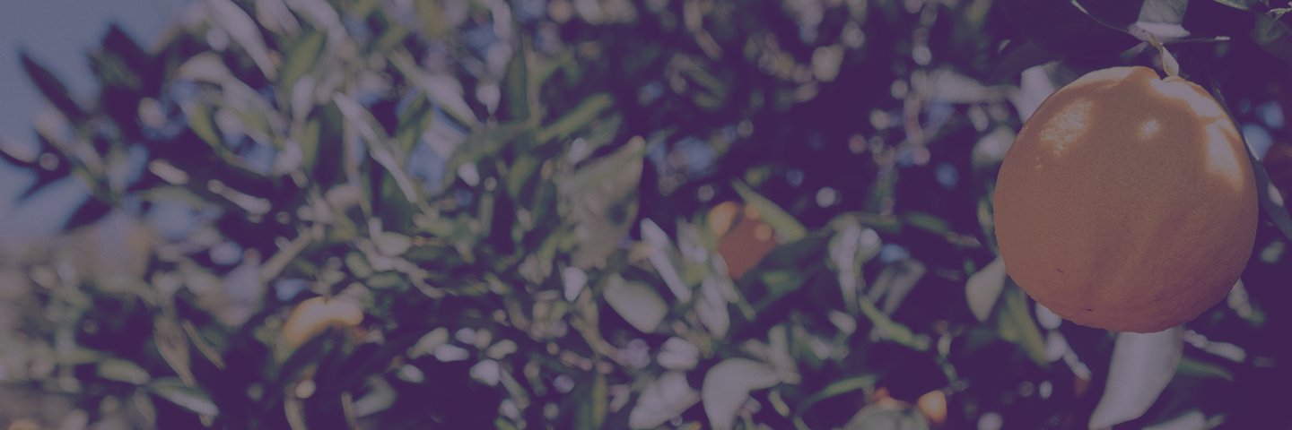 🍊citrus banner