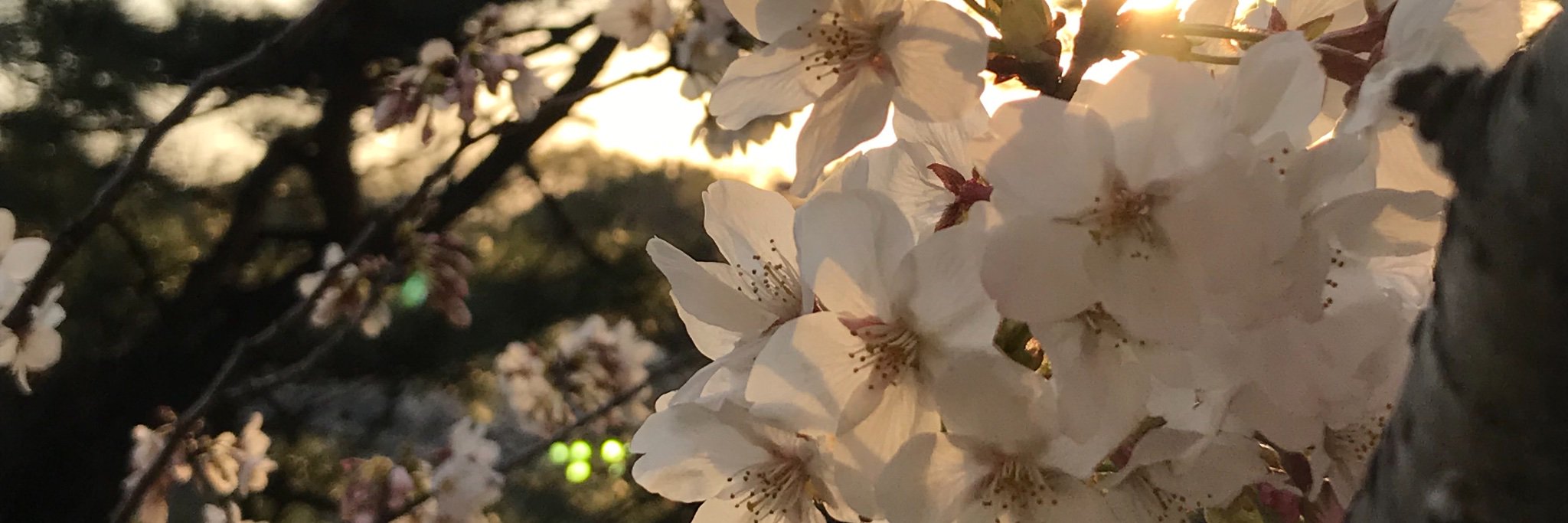 moveyama's profile banner image