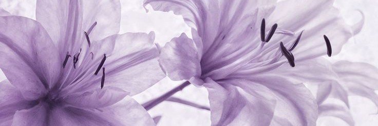 ria banner