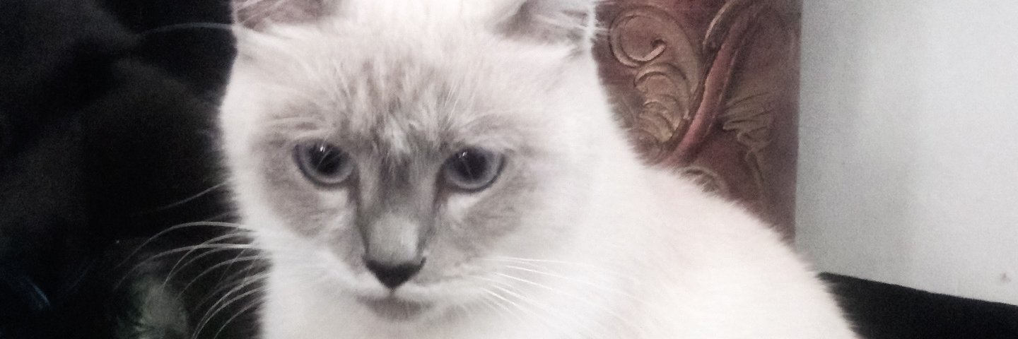 danissaurus's profile banner image