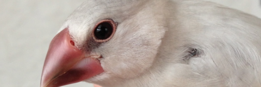 _onibun_'s profile banner image