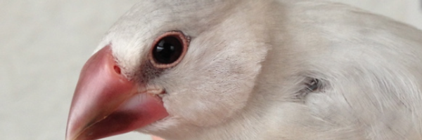 _onibun_ Profile Banner