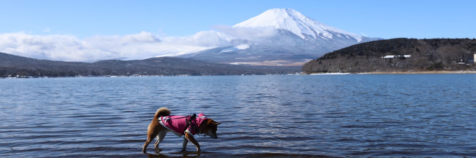 ひなた△わんcamp🎀 banner