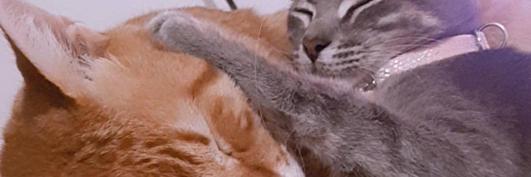 PauulaLR's profile banner image