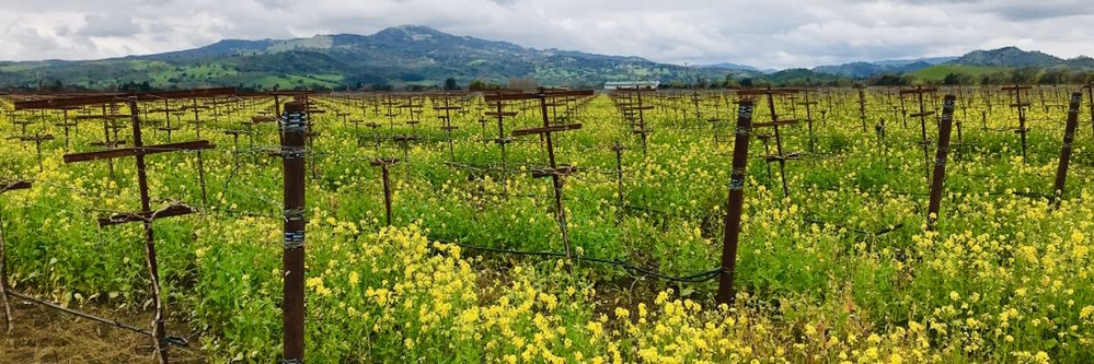 Clare Tooley MW banner