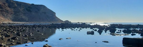 HarviusBirdius Profile Banner