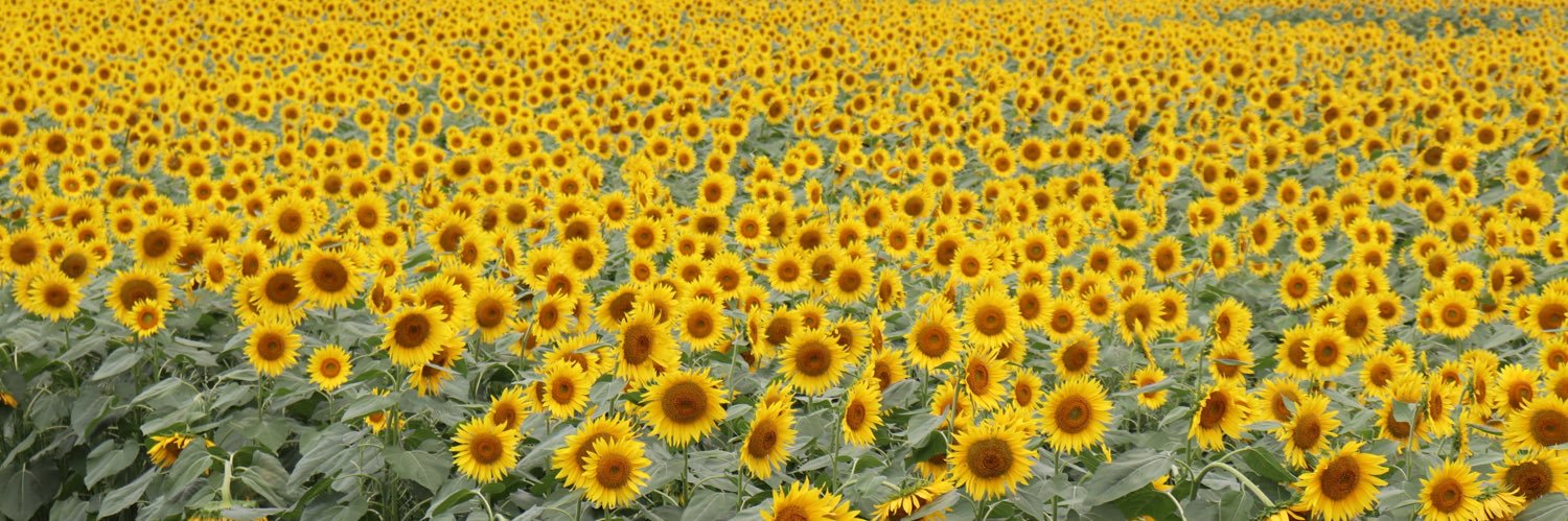 Tayusaburo's profile banner image