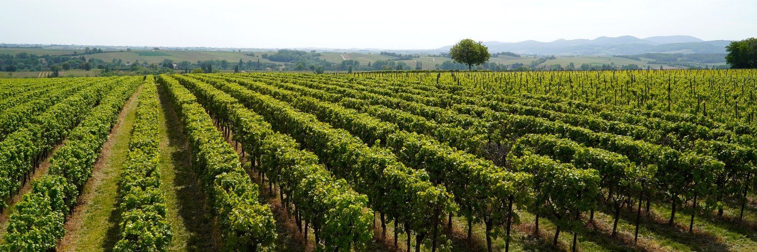 linked_wine's profile banner image