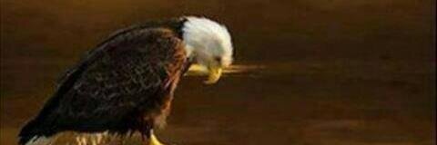 ninotsi's profile banner image