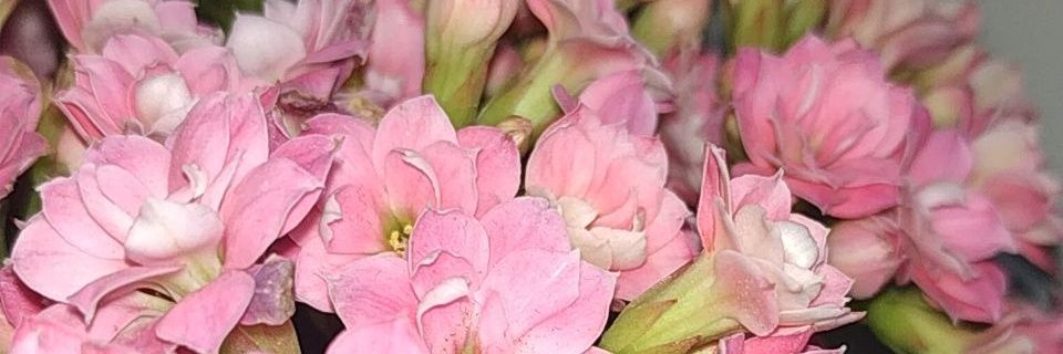 hlomah91's profile banner image