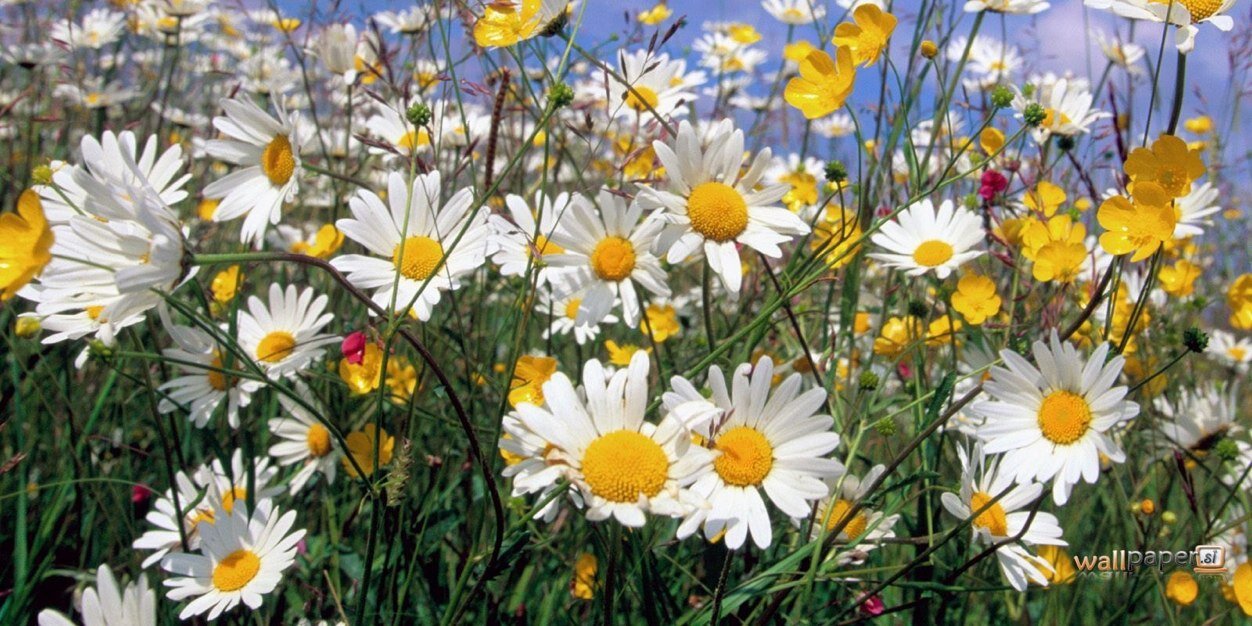 Grace_Noblet's profile banner image