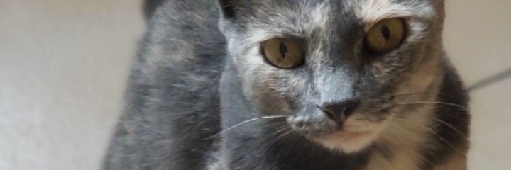 dicikei95's profile banner image