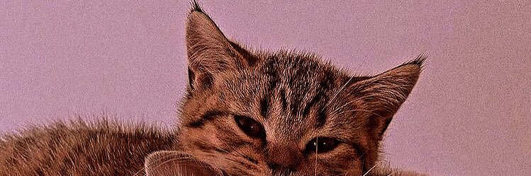erzuu__'s profile banner image