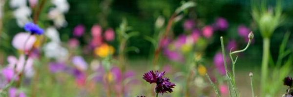 SabaLoftus Profile Banner