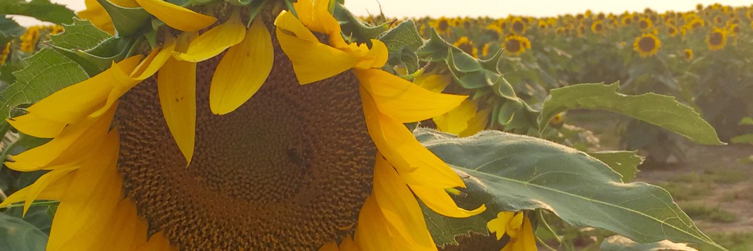 AmberBuresh's profile banner image