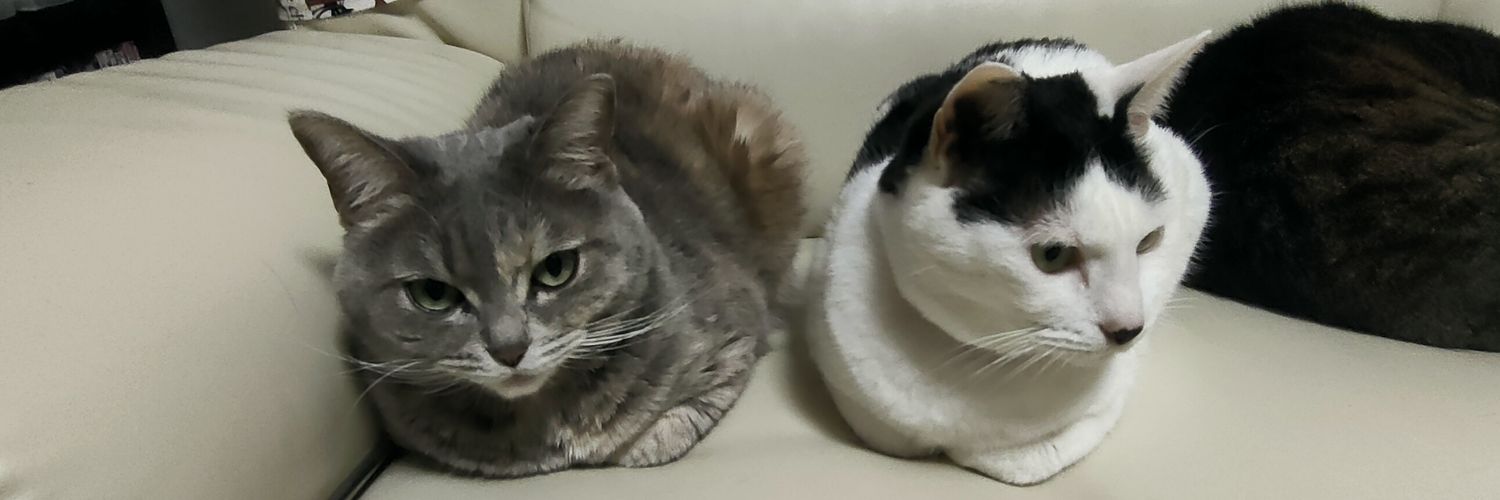 nekodasuke's profile banner image