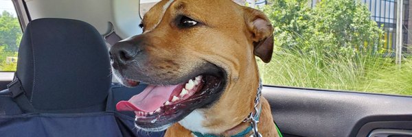 codepiranha Profile Banner