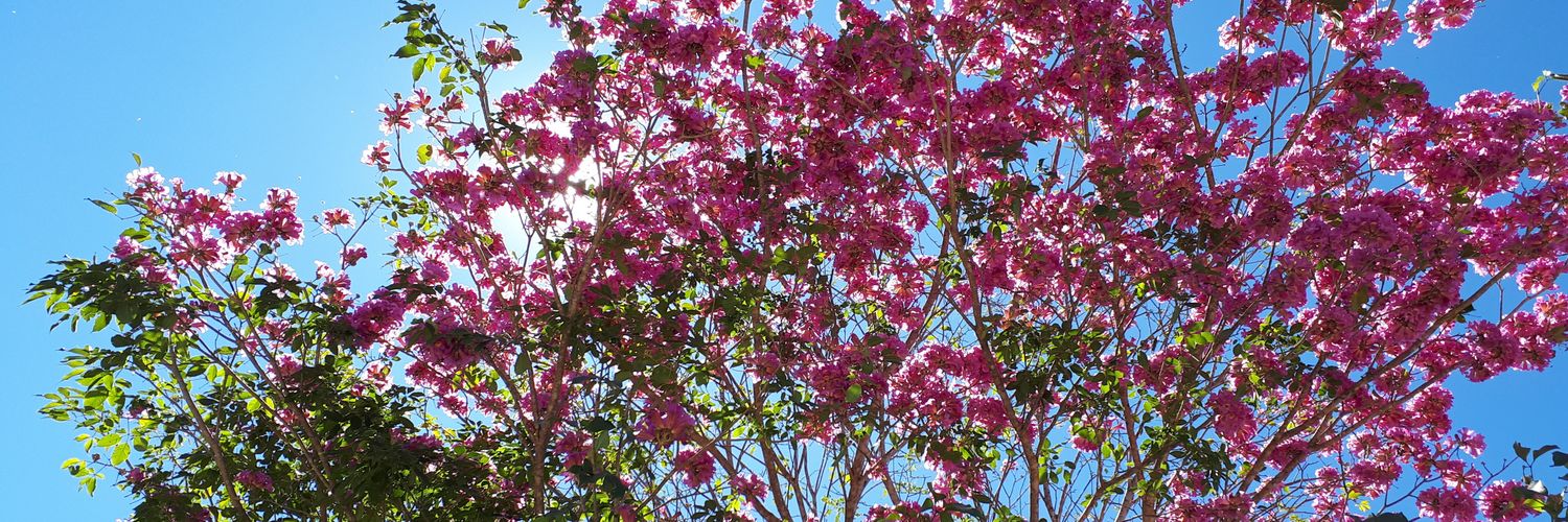 tanimarti's profile banner image