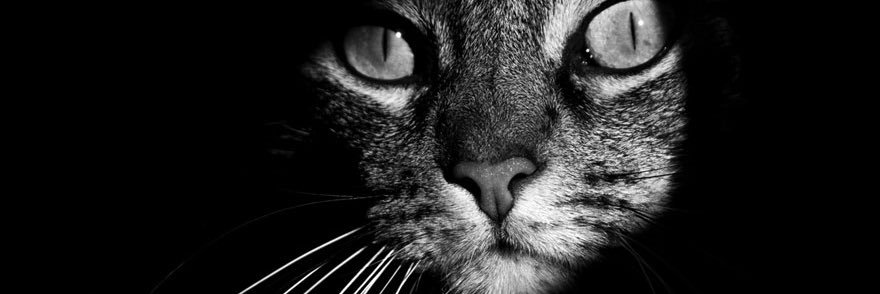 MarinellaCat's profile banner image