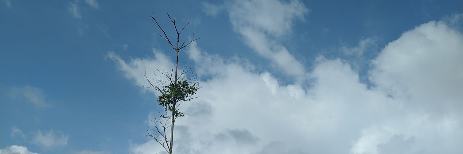 dryjelly's profile banner image