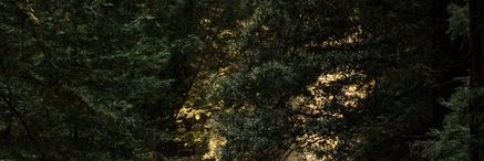 Josée Savard banner
