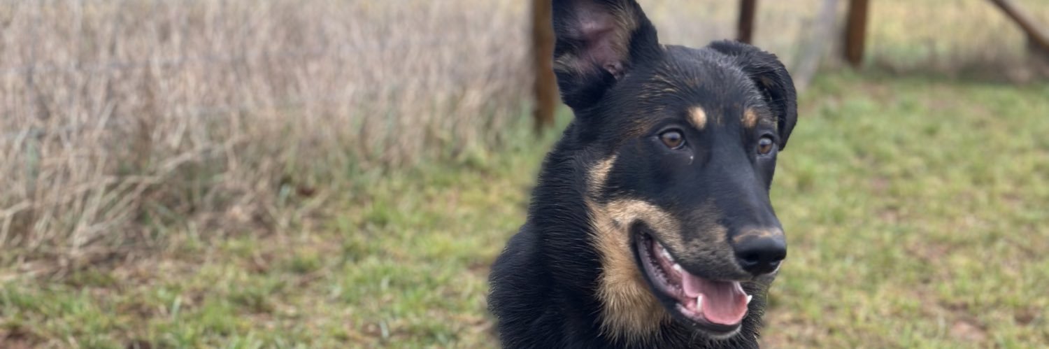 Ray Saddiq | Organic Growth banner