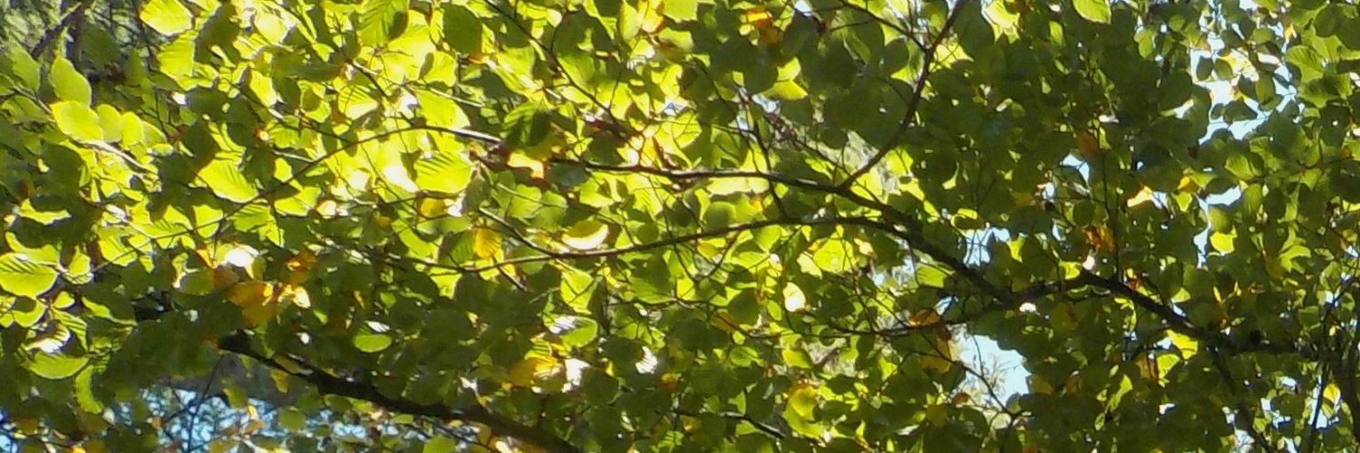 Forest Condition Monitor banner