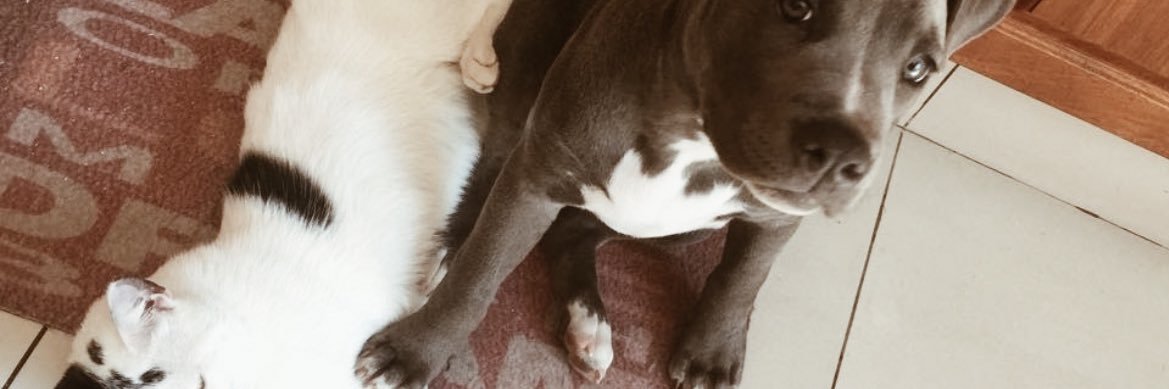 sofu banner