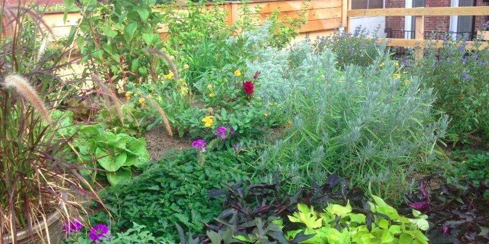 Susan Benesch ☮️ banner