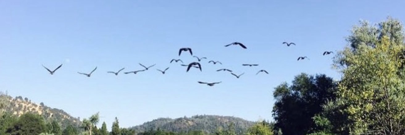 Tiberius N Caesar banner