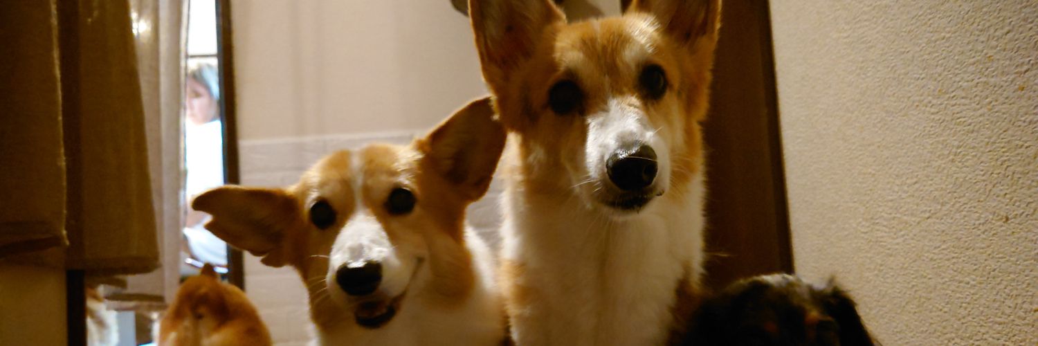 CryptoMonkey24's profile banner image