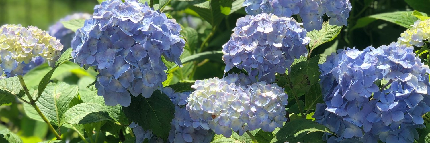 Jamie P Norton banner