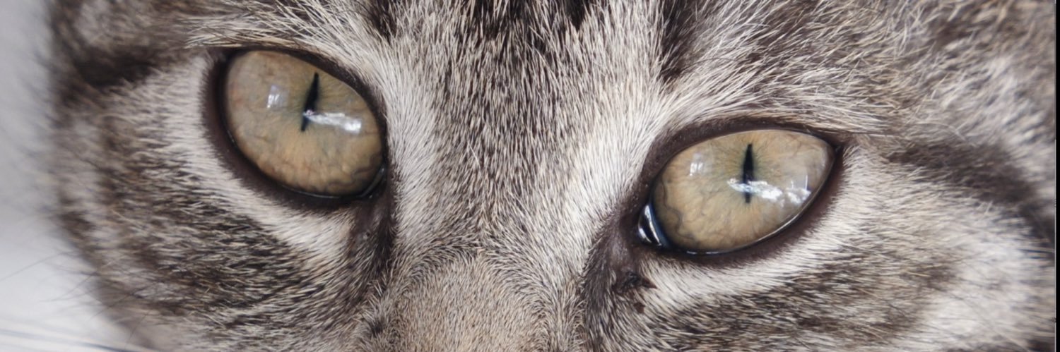 negiluy's profile banner image