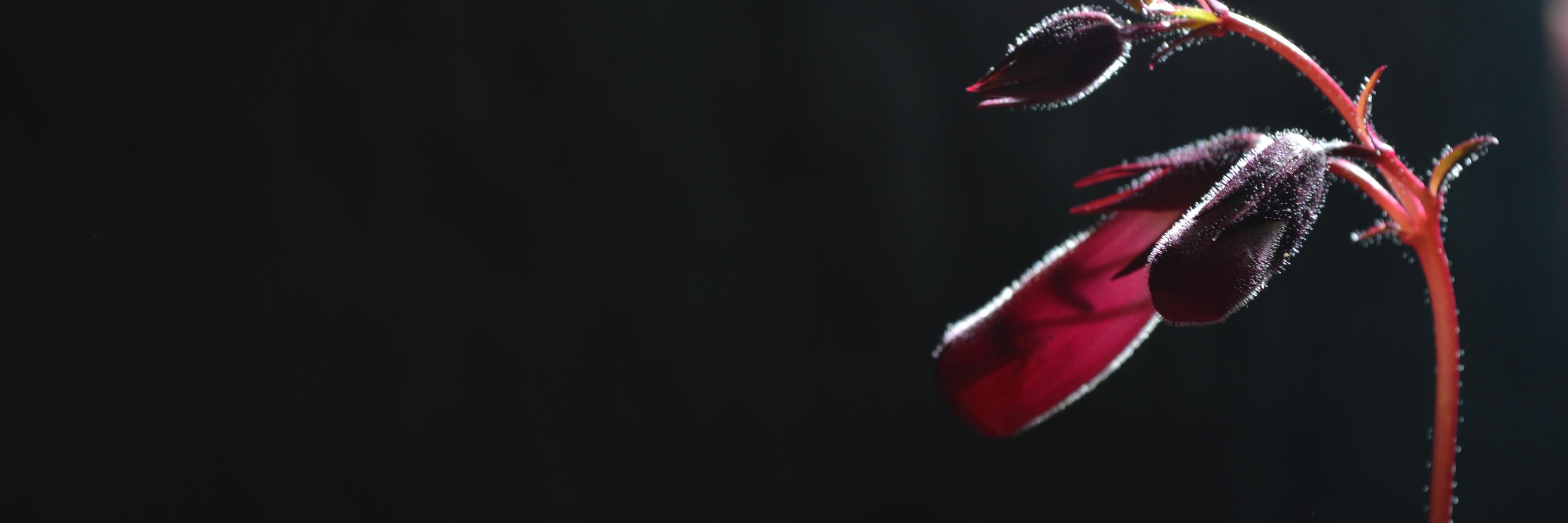 RLArkell's profile banner image