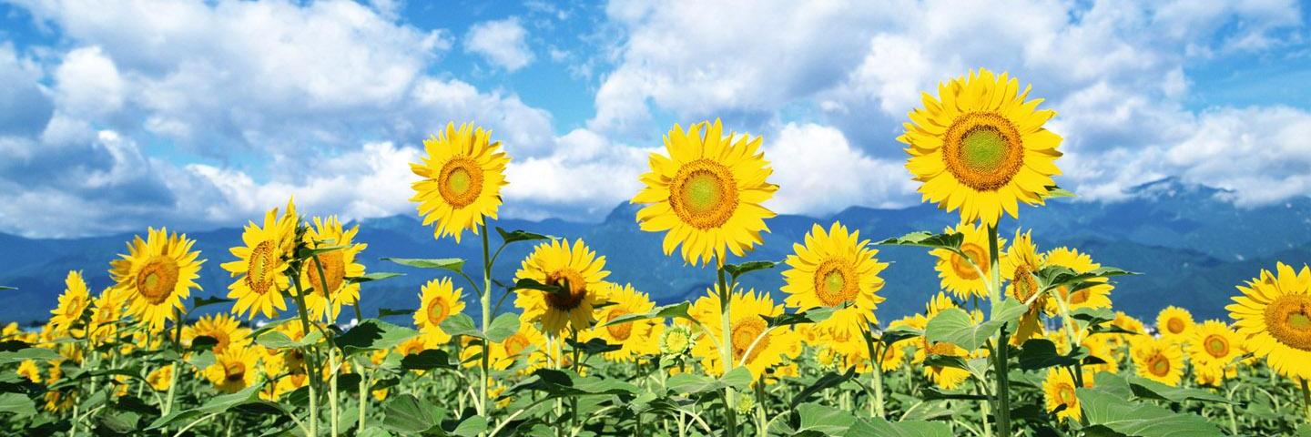 elisastoppani's profile banner image