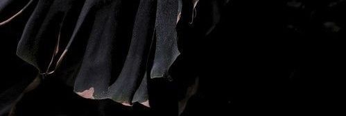 ꜰɪʀᴇɴᴢᴇ banner