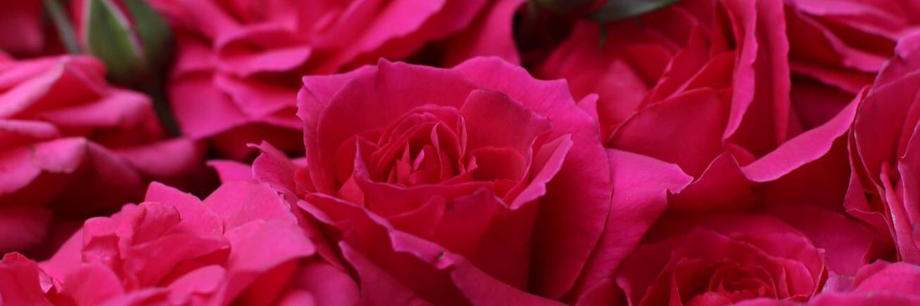 LudwigsRoses's profile banner image