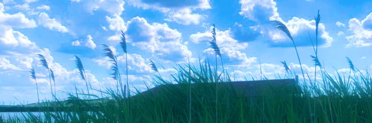 silentwolfross's profile banner image