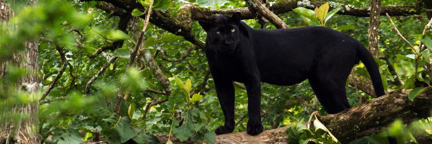 Panther Forest's banner