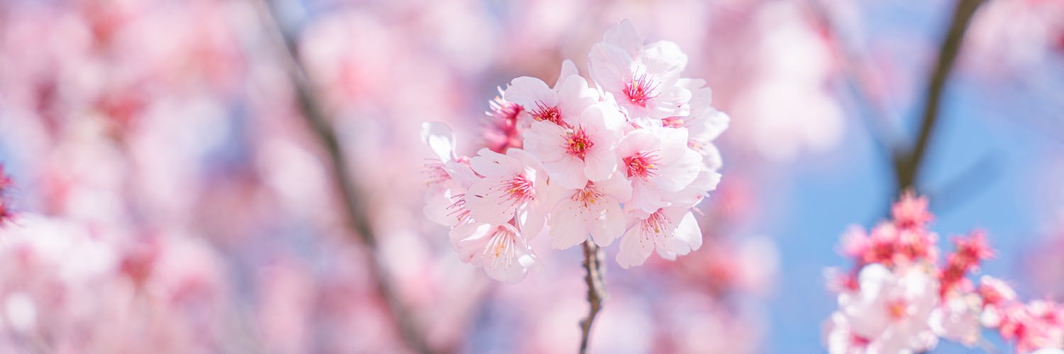 kumo_lin's profile banner image