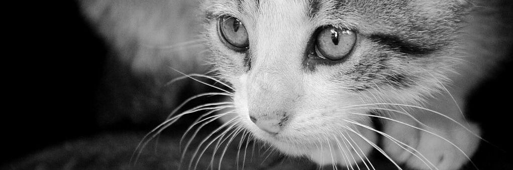 Pathycienta's profile banner image