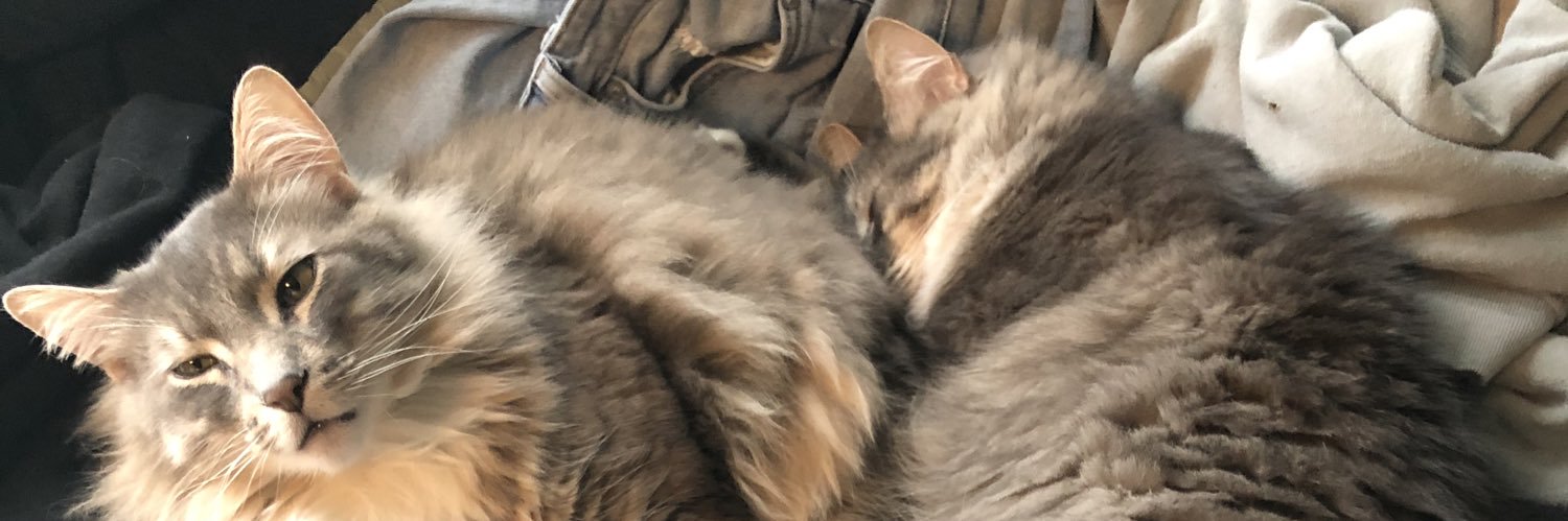 Stefanimamabear's profile banner image