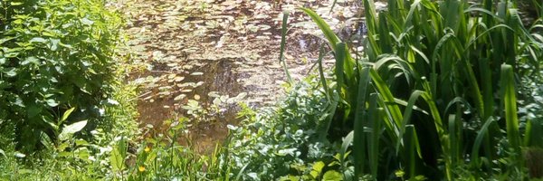 BrendaLangwort4 Profile Banner